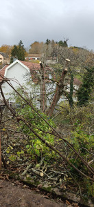 Photo de galerie - Démontage noyer fendu