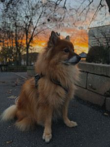 Photo de galerie - Heito mon compagnon de balade pour les chiens calme ☺️