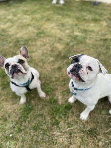 Photo de galerie - Georges et Socrate 