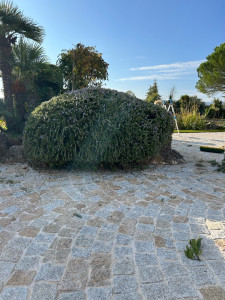 Photo de galerie - Taille d’arbuste 