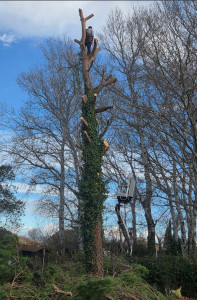Photo de galerie - Démontage et abattage arbre