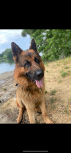 Photo de galerie - Garde animaux