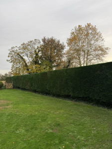 Photo de galerie - Taille de haie