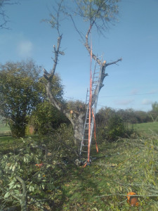 Photo de galerie - Elagage et coupe d'arbres