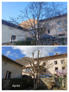 Photo de galerie - Élagage d'arbre 
