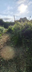 Photo de galerie - Tonte de pelouse - Débroussaillage