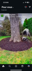 Photo de galerie - Taille arbre nettoyage des pieds 