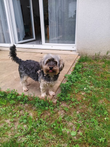 Photo de galerie - Garde chien 