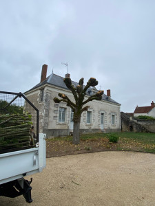 Photo de galerie - Taillage tête de chat 