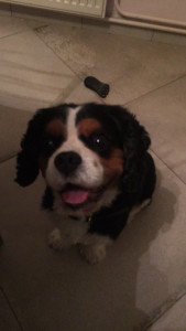 Photo de galerie - Garde du petit cavalier King Charles ghismo 