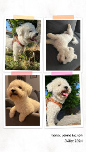 Photo de galerie - Voici Ténor, un petit bichon adorable que j’ai gardé pendant 3 jours.