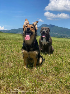 Photo de galerie - Je suis disponible pour garder vos animaux