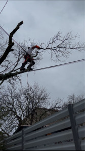 Photo de galerie - Elagage et coupe d'arbres