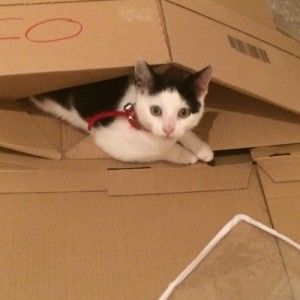 Photo de galerie - Garde animaux