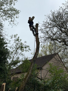 Photo de galerie - Abattage d’arbres (arbres à risque)