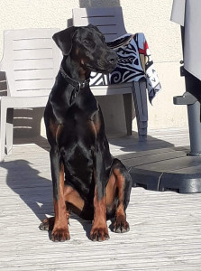 Photo de galerie - Dobermann 