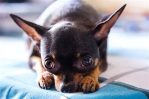 Photo de galerie - Bébé pinsher
