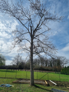 Photo de galerie - Elagage et coupe d'arbres