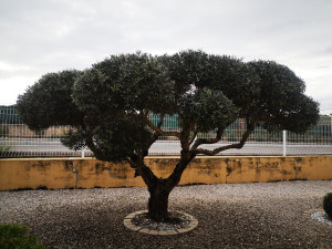 Photo de galerie - Taille d'olivier ornemental. 
