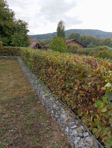 Photo de galerie - Haie de charmilles