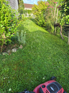 Photo de galerie - Tonte de pelouse - Débroussaillage