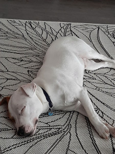 Photo de galerie - GARDE DE CHIENS