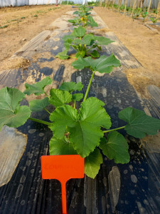 Photo de galerie - Plantation de courgettes, entretien et récolte.