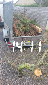 Photo de galerie - Abattage de sapin évacuation déchets vers 