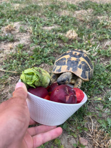 Photo de galerie - Garde tortue 