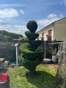 Photo de galerie - Taille topiaire en spirale (if)