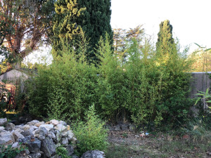 Photo de galerie - Paysagiste - Aménagement du jardin