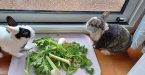Photo de galerie - Garde animaux
