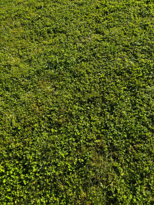 Photo de galerie - Tonte de pelouse 