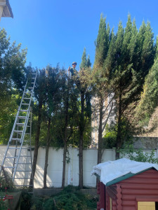 Photo de galerie - Elagage et coupe d'arbres