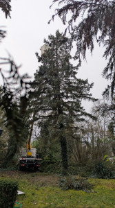 Photo de galerie - Elagage et coupe d'arbres