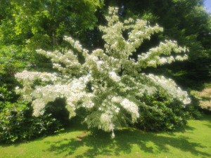 Photo de galerie - Magnifique Cornus florida, au Parc botanique de Haute Bretagne