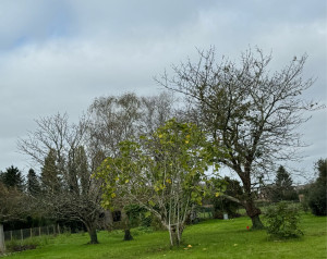 Photo de galerie - Abattage de 3 arbre 