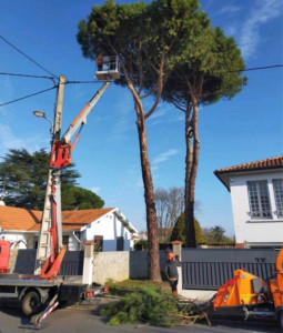 Photo de galerie - élagage pin