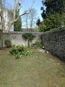 Photo de galerie - Coupe de pelouse , d'arbre , taille arbuste d'un terrain a l'abandon.