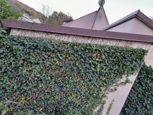 Photo de galerie - Taille de lierre qui grinper sur le toi