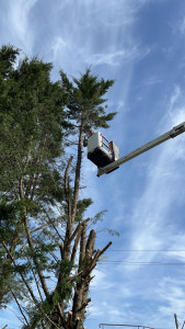 Photo de galerie - Abattage de sapins
