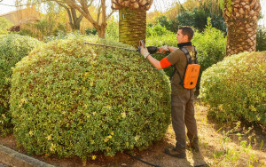 Photo de galerie - Aménagement du jardin 