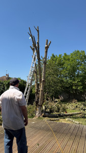 Photo de galerie - Étêtage d’un érable à la façon que le client souhaitez  