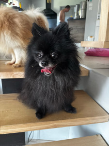 Photo de galerie - Adorables spitz 