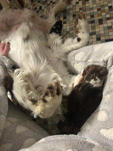 Photo de galerie - Garde de chien