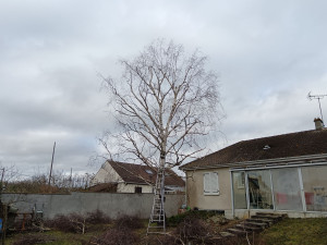 Photo de galerie - Elagage et coupe d'arbres