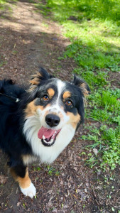 Photo de galerie - Garde chien