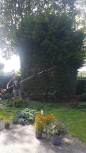 Photo de galerie - Taille des conifères