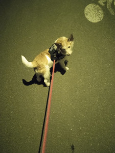 Photo de galerie - Promenade en cours avec petit chien femelle croisé 