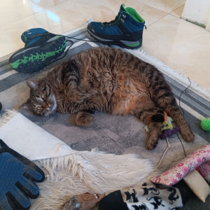 Photo de galerie - Myo que je garde du 15 au 20 mars 2026 à Soultzmatt. Mission effectuée déjà en juin 2025. Propriétaires satisfaits.